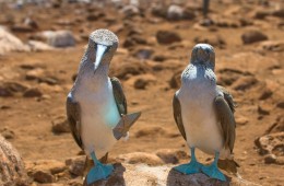 galapagos