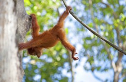 Malaysia borneo orangutan