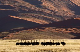 Sossusvlei Namibia Africa