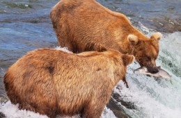 bears alaska