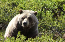 grizzly bear denali alaska